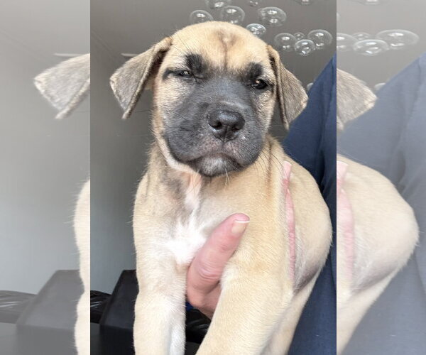 Medium Photo #2 Mastiff-Unknown Mix Puppy For Sale in The Woodlands, TX, USA