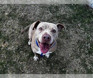 American Staffordshire Terrier-Unknown Mix Dogs for adoption in Grand Prairie, TX, USA
