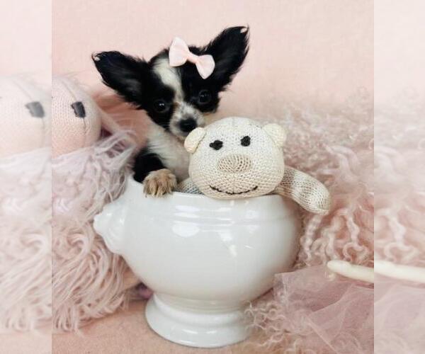 Medium Photo #16 Chihuahua Puppy For Sale in LEWISVILLE, TX, USA