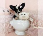 Small Photo #16 Chihuahua Puppy For Sale in LEWISVILLE, TX, USA