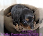 Small #1 Dachshund