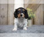 Small #1 Dachshund