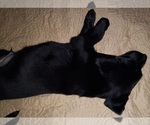 Small Photo #6 Labrador Retriever Puppy For Sale in JEFFERSONTOWN, KY, USA