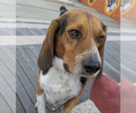 Small #2 Beagle Mix