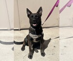 Small #4 Holland Shepherd