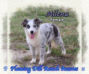 Miniature Australian Shepherd Puppy for sale in FORESTBURG, TX, USA