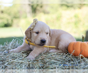 Golden Retriever Puppy for Sale in LIBERTY, Kentucky USA