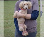 Small #3 Mutt