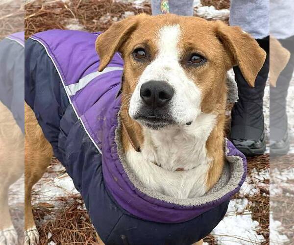 Medium Photo #1 Retriever -Unknown Mix Puppy For Sale in Martinsburg, WV, USA