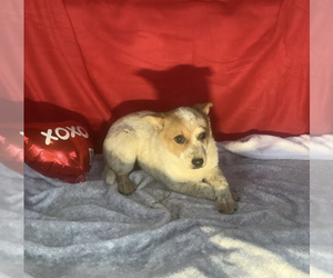 American Eskimo Dog-Australian Cattle Dog Mix Puppy for sale in HILLSBORO, WI, USA