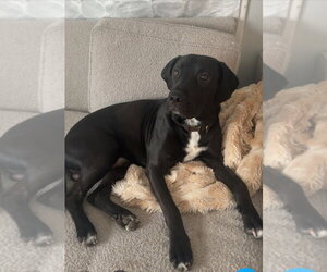 Goose - Male Great Dane-Labrador Retriever Mix Dog for Adoption - Photo #2