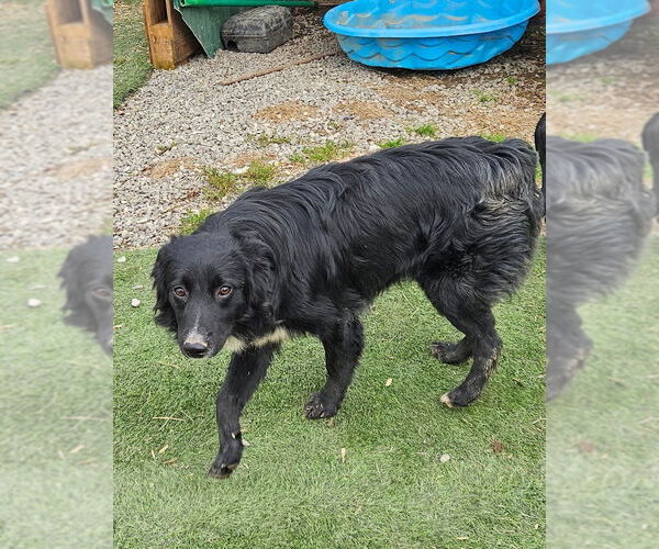 Medium Photo #3 Border Terrier-Unknown Mix Puppy For Sale in Tracy City, TN, USA
