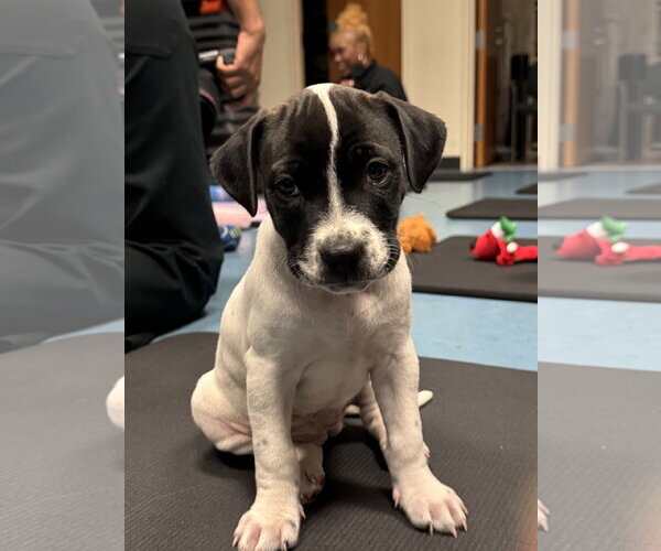Medium Photo #2 Labrador Retriever-Unknown Mix Puppy For Sale in Sanford, FL, USA