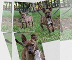 Small #1 Mutt