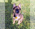 Small #9 German Shepherd Dog Mix