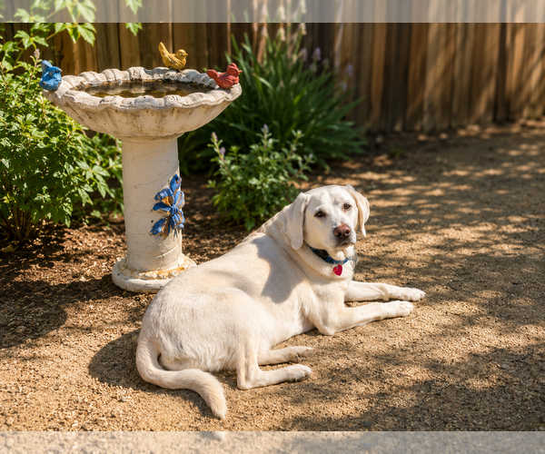 Medium Photo #2 Labrador Retriever Puppy For Sale in Clovis, CA, USA