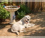 Small #1 Labrador Retriever