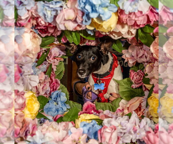 Medium Photo #7 Rat Terrier-Unknown Mix Puppy For Sale in Mundelein, IL, USA