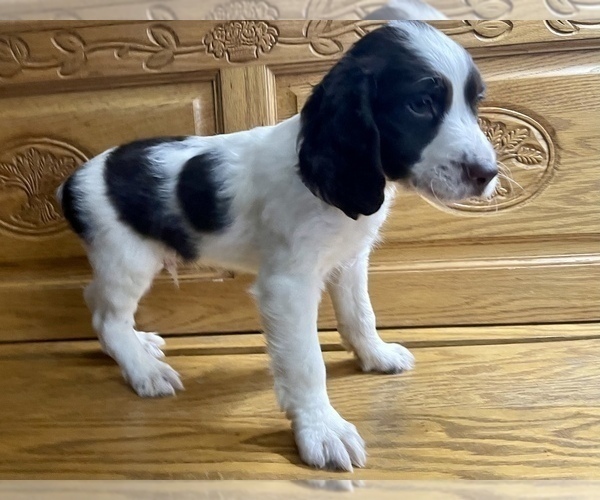 Medium Photo #2 English Springer Spaniel Puppy For Sale in SIOUX FALLS, SD, USA