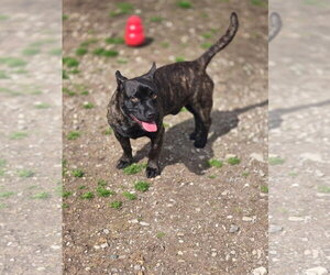 Little Bear - Male Mutt Dog for Adoption - Photo #2