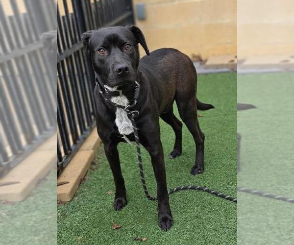 Medium Photo #7 Labrador Retriever-Unknown Mix Puppy For Sale in Rockwall, TX, USA