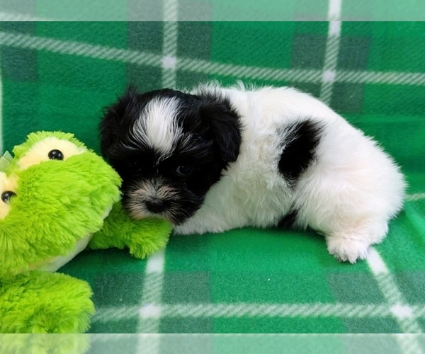 Medium Photo #5 Havanese Puppy For Sale in POST FALLS, ID, USA