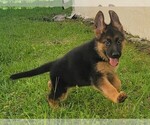 Small Photo #13 German Shepherd Dog Puppy For Sale in ORLANDO, FL, USA