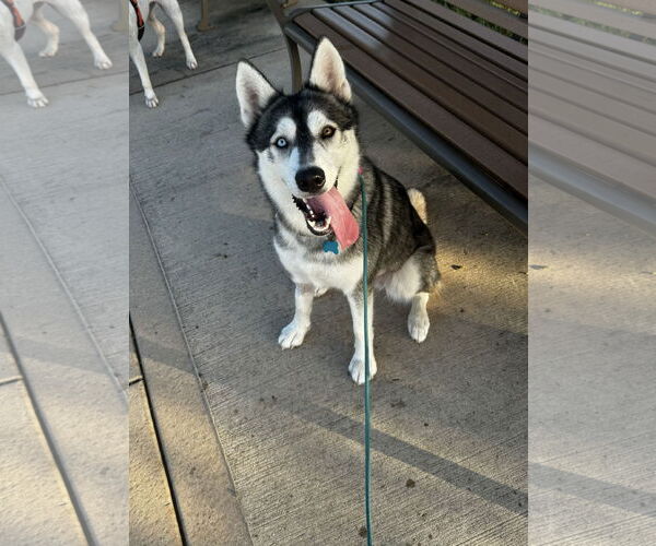 Medium Photo #6 Siberian Husky Puppy For Sale in Rosenberg, TX, USA