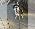 Small #5 Siberian Husky