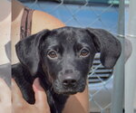 Small #6 Chiweenie