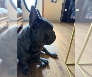 French Bulldog Puppy for sale in MUSCATINE, IA, USA