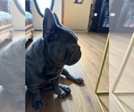 Small French Bulldog