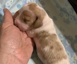 Small #2 Dachshund