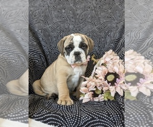 Olde English Bulldogge Puppy for sale in OXFORD, PA, USA