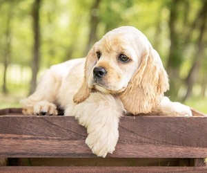Cocker Spaniel Puppy for sale in RICHMOND, TX, USA