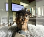 Small #10 Yorkshire Terrier