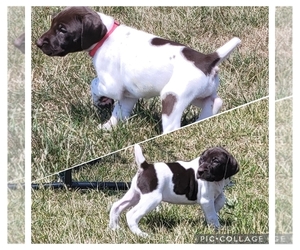 German Shorthaired Pointer Puppy for sale in CHILTON, WI, USA