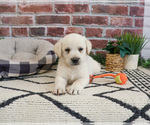 Small #3 Labrador Retriever