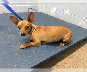 Chihuahua Dogs for adoption in Woodland, CA, USA