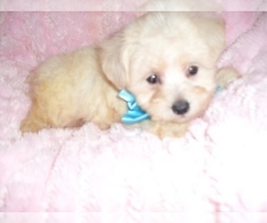 Poodle (Toy)-Yorkshire Terrier Mix Puppy for sale in JACKSON, MS, USA