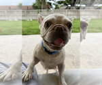 Small #8 French Bulldog