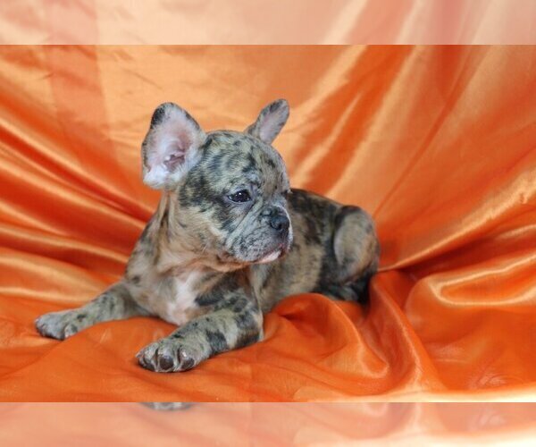 Medium Photo #2 French Bulldog Puppy For Sale in GWYNEDD VALLEY, PA, USA