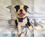 Small #8 Boston Terrier