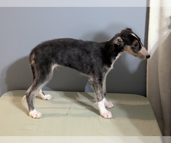 Medium Photo #1 Borzoi Puppy For Sale in FULTON, NY, USA