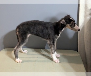Borzoi Puppy for sale in FULTON, NY, USA