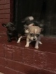 Small Photo #7 Chihuahua Puppy For Sale in MEMPHIS, TN, USA