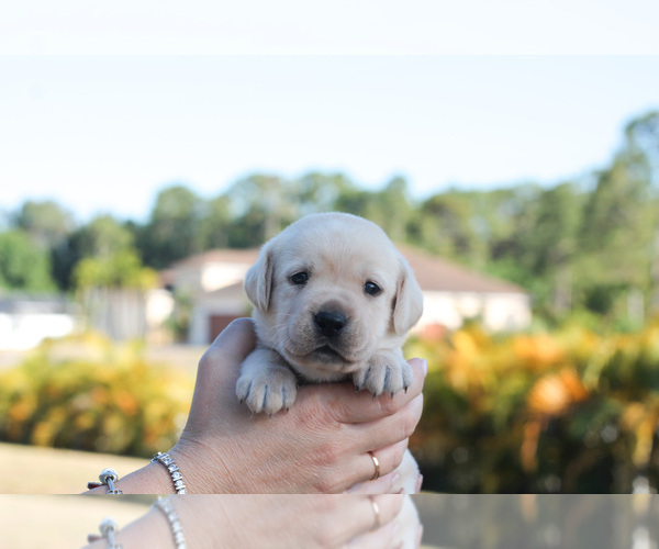 Medium Photo #9 Labrador Retriever Puppy For Sale in WEST PALM BEACH, FL, USA