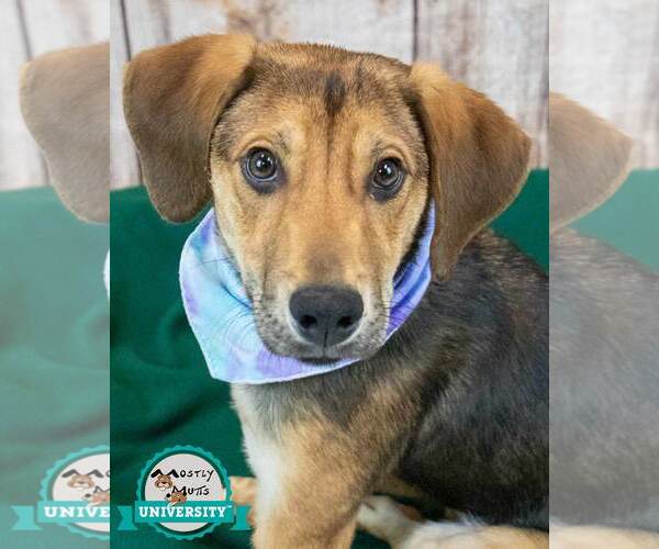 Medium Photo #1 Mutt Puppy For Sale in Kennesaw, GA, USA