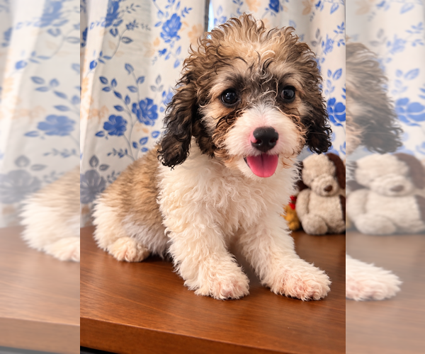 Medium Photo #17 Cockapoo (Miniature) Puppy For Sale in DURHAM, CT, USA