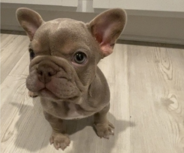 Medium Photo #4 French Bulldog Puppy For Sale in HUMBLE, TX, USA